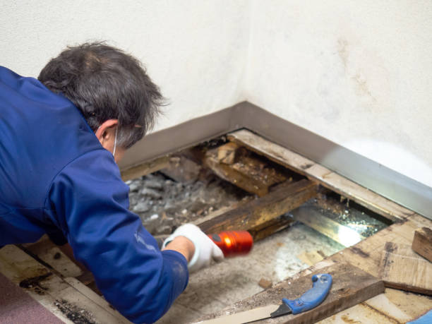 Best Toxic Mold Removal  in New Berlin, IL