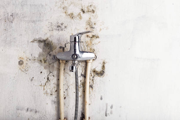 Best Mold Removal Company Near Me  in New Berlin, IL