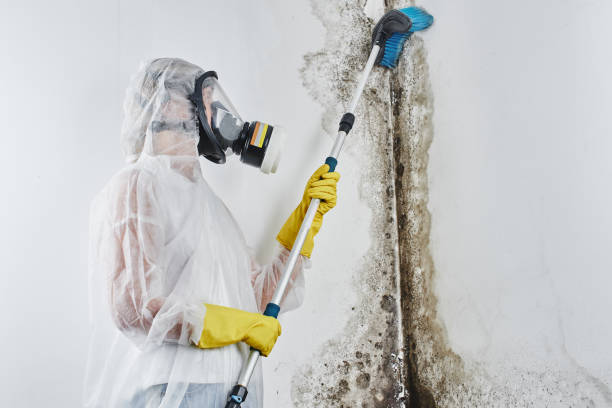 Best Attic Mold Removal  in New Berlin, IL