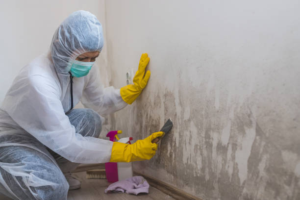 Best Residential Mold Removal  in New Berlin, IL