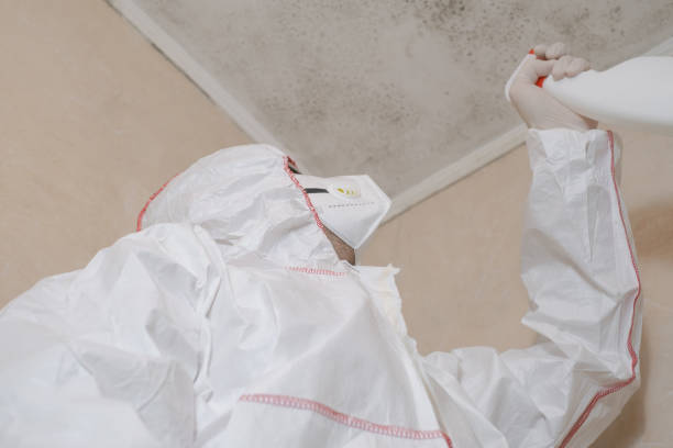 New Berlin, IL Mold Removal Company