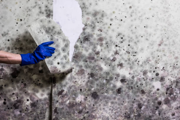 Best Black Mold Removal  in New Berlin, IL