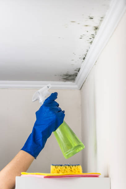 Best Best Mold Removal Companies  in New Berlin, IL